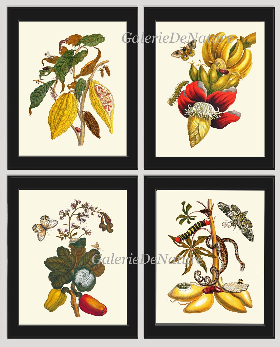 Tropical PRINT SET of 4 Botanical Wall Art Beautiful Banana Etsy