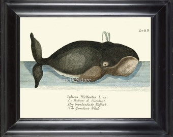 クジラアートプリント 3 4x6 5x7 8x10 11x14 美しいアンティーク 海洋