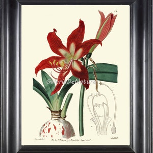 Botanical Print Art ED7 Beautiful Red Amaryllis Flower Plant Antique Chart Spring Summer Garden Nature Green Home Room Wall Decor to Frame
