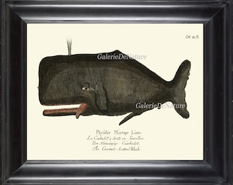 Whale Art Print 8 4x6 5x7 8x10 11x14 Beautiful Large Antique Ocean Nature Book Plate Office Boy Room Playrooom Home Room Wall Decor GNT
