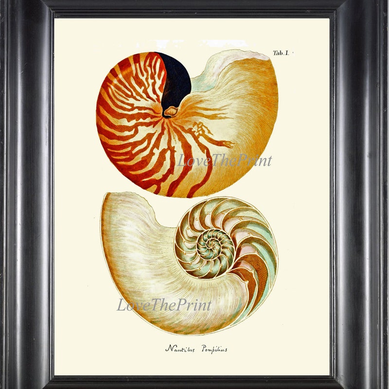 Sea Shell Print - Etsy