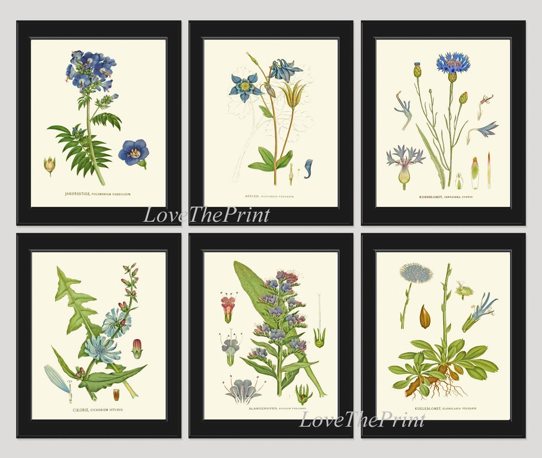 Blue Flowers Print Wall Art Set of 6 Prints Beautiful Antique ...