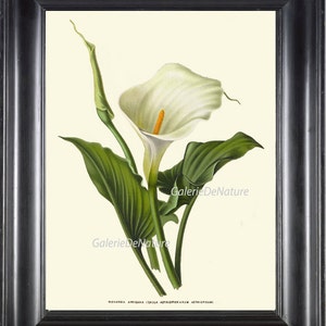 BOTANICAL PRINT Flower Art AE41 4x6 5x7 8x10 11x14 Beautiful White Calla Lily Large Illustration Wall Decor Shabby Chic Picture to Frame
