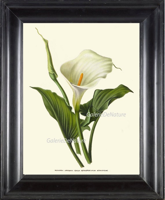 【希少】ヴィンテージ　1948 Calla Lily Leaf トレイ 希少】ヴィンテージ 1948 Calla Lily Leaf トレイ White Calla Lily