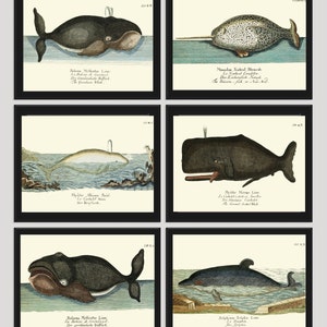 Whale Art Print Set of 6 Antique Beautiful Ocean Sea Marine Nature Book Plate Illustration Beach House Cottage Home Wall Decor to Frame