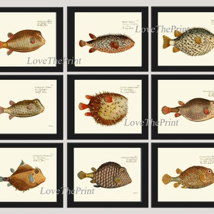 Tropical Fish Wall Art Print Set of 9 Beautiful Colorful Puffer Boxfish Antique Vintage Sea Ocean Nature Home Bathroom Office Wall Art BM