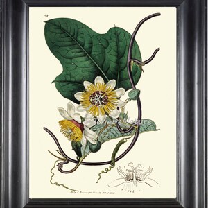 BOTANICAL PRINT Art ED22 Beautiful Passion Flower Plant Antique Chart Large Spring Summer Garden Nature Green Home Room Wall Decor to Frame