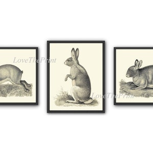 Rabbit Bunny Print Wall Art Set of 3 Beautiful Vintage Illustration Drawing Farm Animal Barn Cottage Kitchen Dining Room Home Decor to Frame