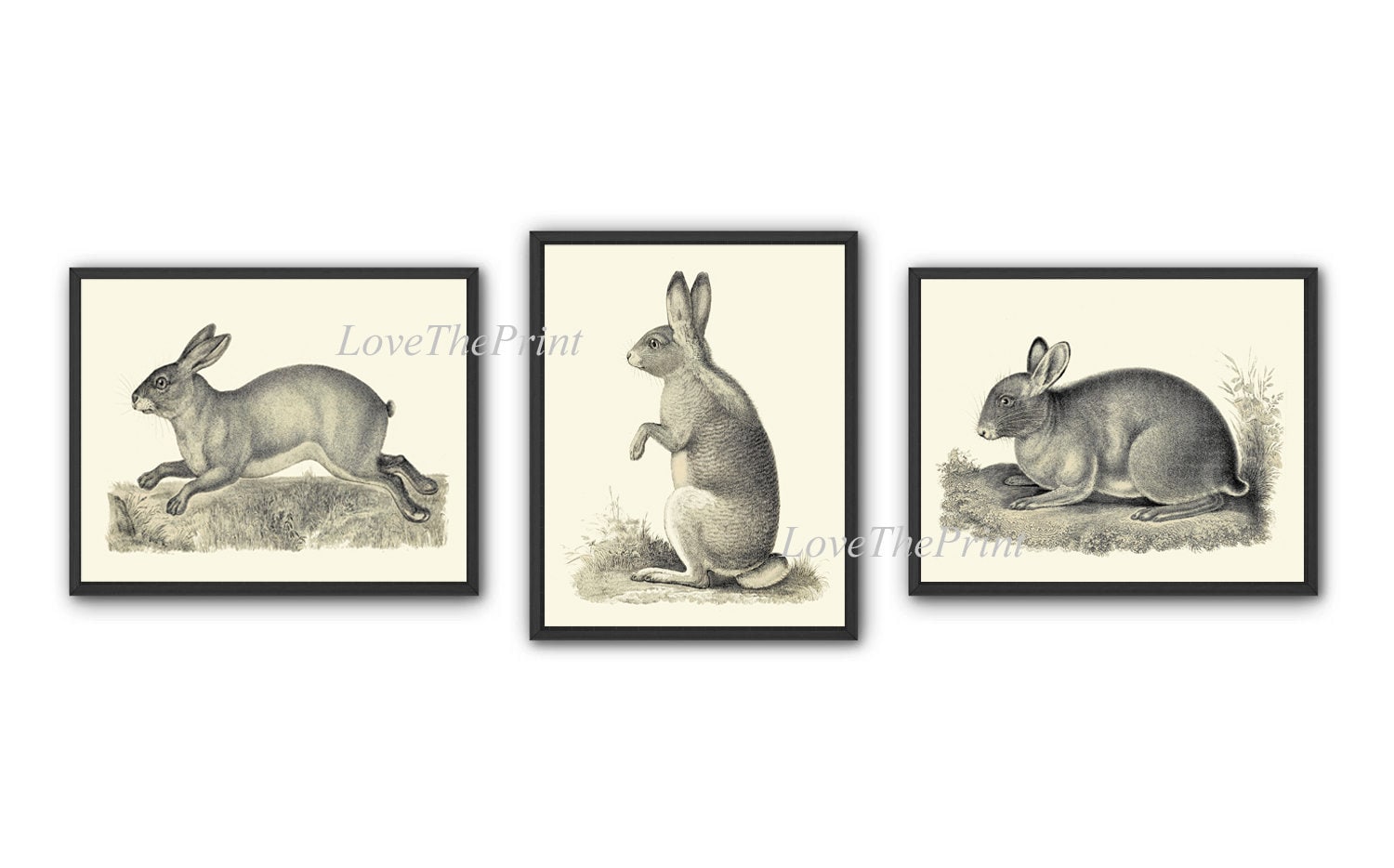 Rabbit Bunny Print Wall Art Set of 3 Beautiful Vintage | Etsy