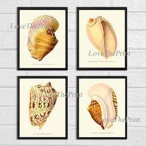 May include: Set of four vintage illustrations of seashells. Each illustration features a different type of seashell with intricate details and realistic colors. The illustrations are printed on white paper with a black border.