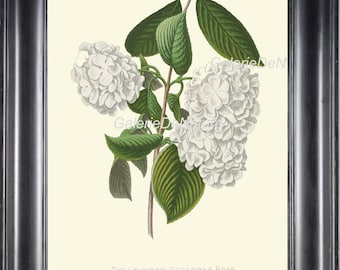 BOTANICAL PRINT Flower Art P9 4x6 5x7 8x10 11x14 Beautiful White Hydrangea Guelders Rose Antique Country Garden Nature Plant Room Home Decor