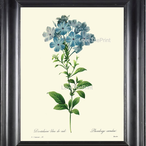 Botanical Print R56 Wall Art Beautiful Blue Plumbago Flower Antique Garden Illustration Home Room Wall Decor to Frame Nature Decoration