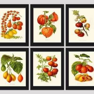 Tomato Wall Art Print Set of 6 Beautiful Colorful Heirloom Vegetables Tomatoes Red Yellow Green Antique Vintage Nature Home Wall Art IH