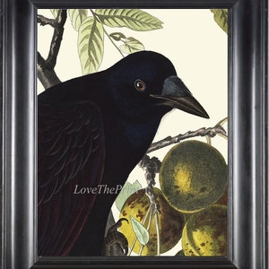 Raven Art Print Audubon Crow 2a Beautiful Antique Vintage Illustration Watercolor Painting Poster Large Black Bird Home Wall Room Decor