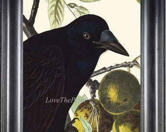 Raven Art Print Audubon Crow 2a Beautiful Antique Vintage Illustration Watercolor Painting Poster Large Black Bird Home Wall Room Decor