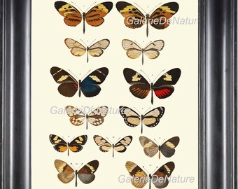 Butterfly Print Art M2 4x6 5x7 8x10 11x14 Beautiful Large Antique Butterflies Chart Illustration Decoration Home Room Wall Decor  to Frame