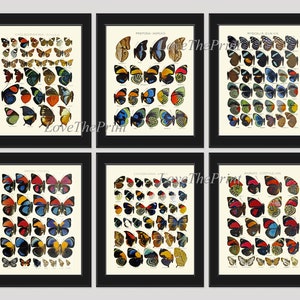 Beautiful Butterflies Chart PRINT SET of 6 Antique Vintage Butterfly Illustration White or Ivory Background Home Room Wall Art to Frame AS