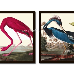 Audubon Pink Flamingo Blue Heron Birds Print Set of 2 Beautiful Antique Vintage Illustration Picture Drawing Home Room Wall Decor to Frame