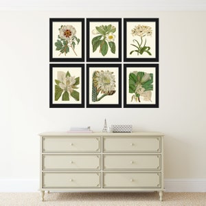 White Flowers Print Wall Art Set of 6 Beautiful Antique Peony Gardenia ...