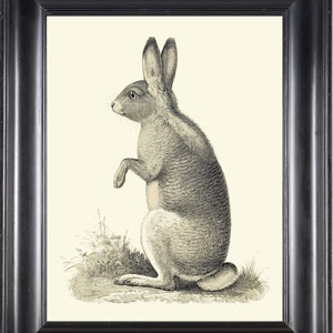 Bunny Rabbit Print 10 Wall Art Beautiful Antique Animal Illustration Picture Poster Black and White Home Room Wall Decor Decoration to Frame