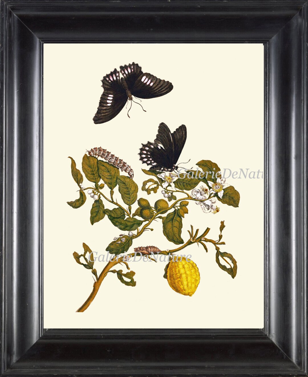 Lemon Botanical Fruit Print SIB21 Beautiful Antique Yellow Fruit