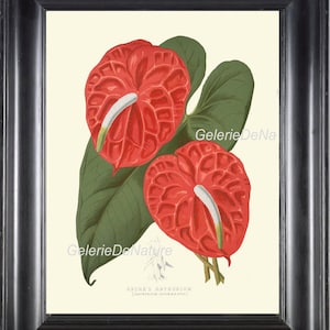 BOTANICAL PRINT Flower Art P8 4x6 5x7 8x10 11x14 Beautiful Red Anthurium Tailflower Flamingo Flower Laceleaf Large Antique Room Home Decor