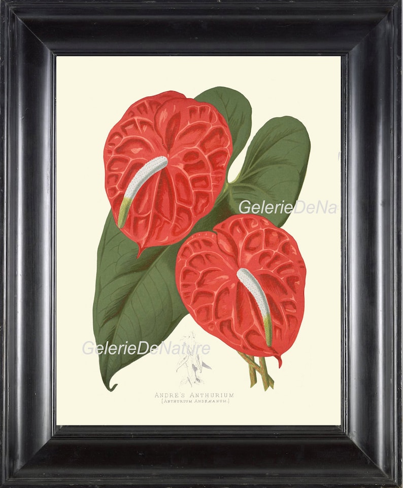 BOTANICAL PRINT Flower Art P8 4x6 5x7 8x10 11x14 Beautiful Red - Etsy