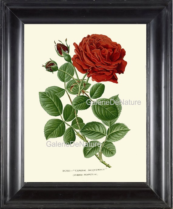 BOTANICAL PRINT Flower Art S50 4x6 5x7 8x10 11x14 Beautiful Large