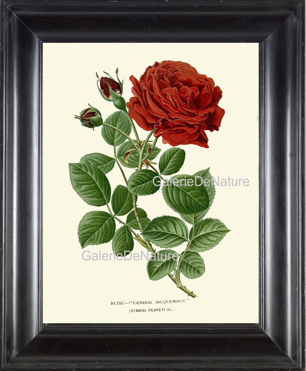 絵画 rose botanique BOTANICAL PRINT Flower Art S50 4x6 5x7 8x10 11x14 Beautiful Large