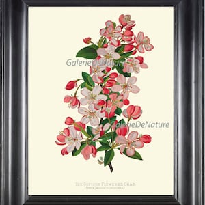 BOTANICAL PRINT Flower Art P15 4x6 5x7 8x10 11x14 Beautiful Crab Apple Tree Blooming Spring Fruit Garden Nature Pink White Small Flowers