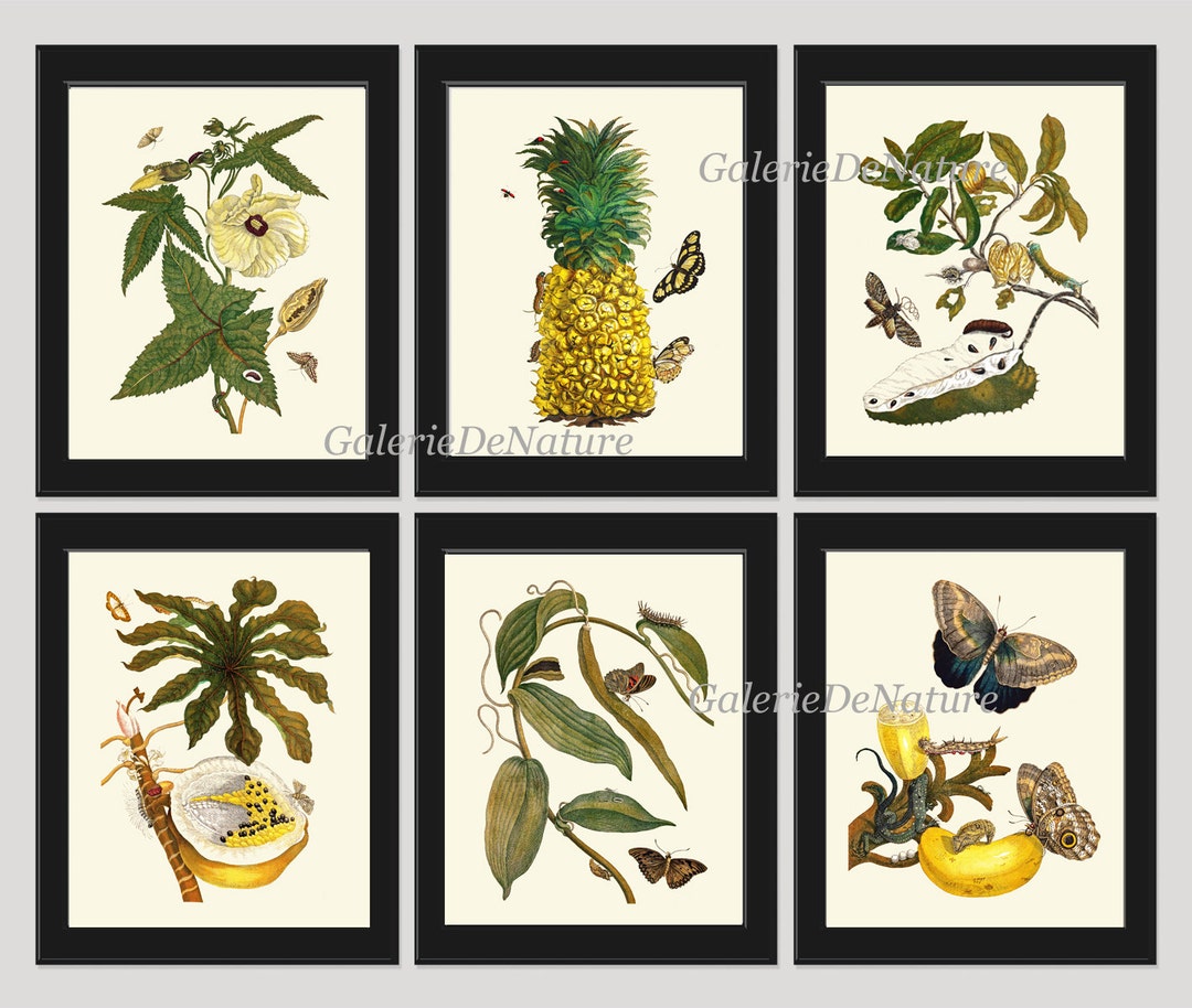 Botanical PRINT SET of 6 Fruits Wall Art Beautiful White Hibiscus ...