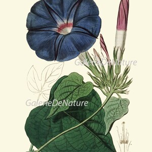 May include: Botanical illustration of a morning glory flower. The flower is a deep blue with a red and white center. Green leaves and buds are also visible, along with a detailed diagram of the flower's anatomy. The image has the text "GalerieDeNature".