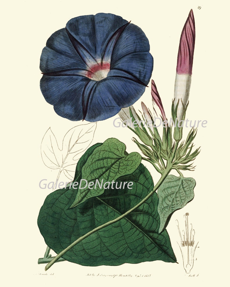 May include: Botanical illustration of a morning glory flower. The flower is a deep blue with a red and white center. Green leaves and buds are also visible, along with a detailed diagram of the flower's anatomy. The image has the text "GalerieDeNature".