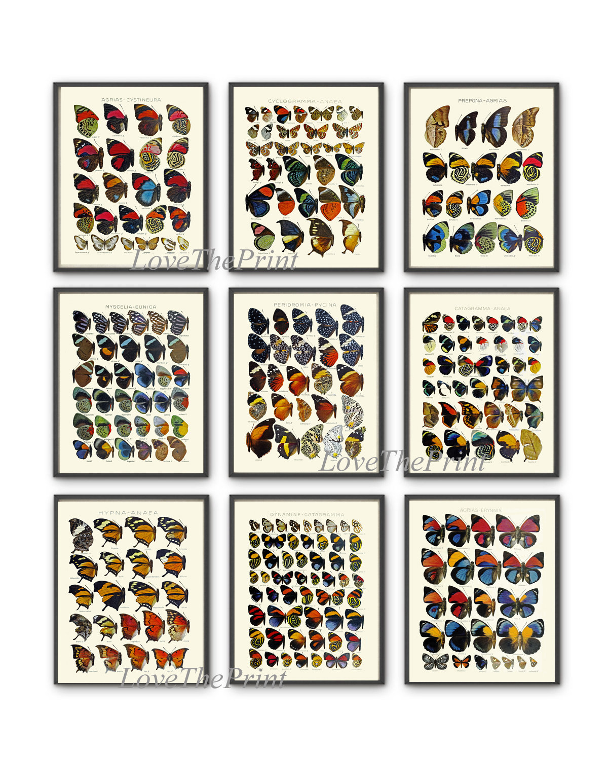 Butterfly Print SET of 9 Prints Antique Butterfly Insect Illustration ...