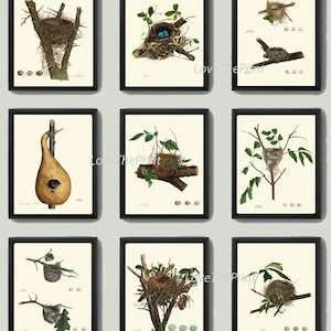 Bird Nest Print Set of 9 Beautiful  Antique Natural Science Green Tree Branch Home Room Wall Decor Drawing Illustration Interior Design