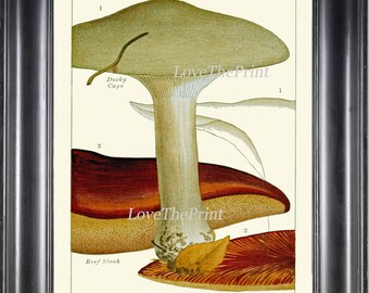 May include: Vintage botanical illustration of a mushroom with a light brown cap and a white stem. The mushroom is labeled "Dusky Caps" and "Beef Steak". The illustration is titled "Edible Mushrooms" and is labeled "Pl. 4."