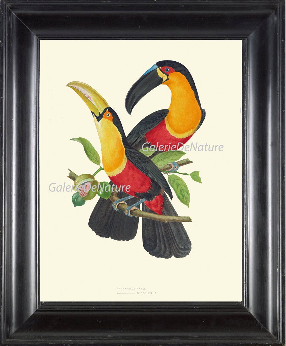 Bird Owl Print D6 Art 4x6 5x7 8x10 11x14 Beautiful Ariel Toucan Large Antique Illustration Tropical Forest Wildlife Nature Green Home Decor