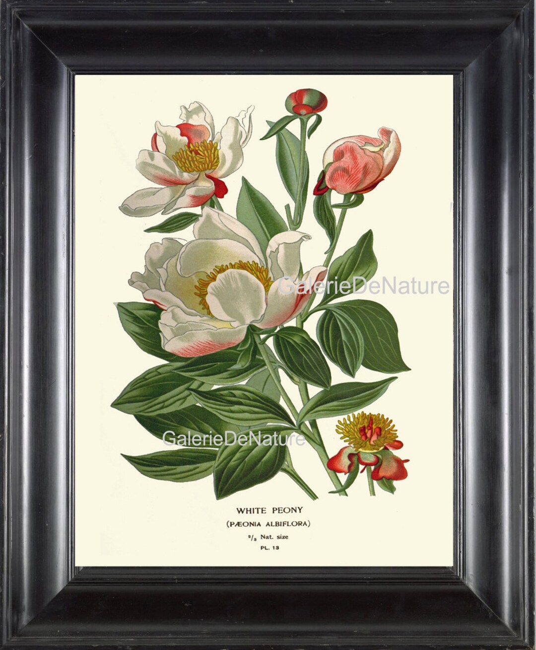 BOTANICAL PRINT Flower Art S9 4x6 5x7 8x10 11x14 Beautiful Antique ...