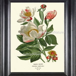 BOTANICAL PRINT Flower Art S9 4x6 5x7 8x10 11x14 Beautiful Antique White Peony Sprint Summer Garden Plant Nature Home Room Wall Decor