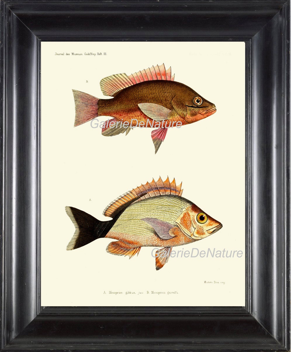 FISH PRINT Art F 12 4x6 5x7 8x10 11x14 Beautiful Colored Fish Print Antique Chart Illustration to Frame Lake Ocean Beach House Wall Decor