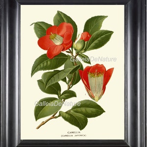 Botanische PRINT Flower Art S29 4 x 6 5 x 7 8 x 10-11 x 14 Antik Camellia Rot Pink Garten Natur Chart blühende Pflanze Home Zimmer Dekor