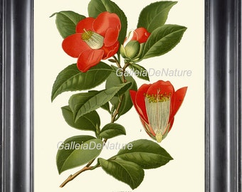 May include: A vintage botanical illustration of a Camellia Japonica flower. The flower is red with a white centre and is surrounded by green leaves. The text "Camellia (Camellia Japonica)" is printed below the flower.