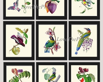 Bird Print Set of 9 Beautiful Antique Birds Flowers Berries Green Red White Blue Pink Purple Colorful Pretty Home Room Wall Decor to Frame