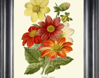May include: Framed botanical print of a dahlia bouquet in yellow, red, and orange, with green foliage. The print includes the text "SINGLE DAHLIA (DAHLIA VARIABILIS)" and is set against a cream background.