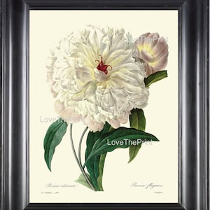 Botanische Print R25 Wall Art schönes große weiße Pfingstrose Frühling Sommer Garten Natur Antik zuhause Wohnzimmer Esszimmer Schlafzimmer Decor Frame