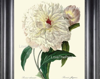 Botanical Print R25 Wall Art Beautiful Large White Peony Spring Summer Garden Nature Antique Home Living Room Dining Bedroom Decor to Frame