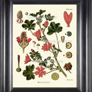 Botanische Kunst 22 Drucken Kohler 4 x 6 5 x 7 8 x 10 11 X 14 schöne Rosa Malva Blume Antique Diagramm Blütenblätter Samen Zimmer Wand-Startseite Gartendekoration zu Frame