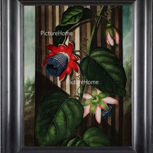 Botanical Art Print Thornton 17 Beautiful Antique Large Blue Red Passion Flower Tropical Nature Home Room Wall Decor to Frame Decoration