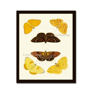 Butterfly Wall Art Print 62 Beautiful Butterflies Chart Spring Summer Garden Nature Bedroom Living Dining Room Office Home Decor to Frame CP