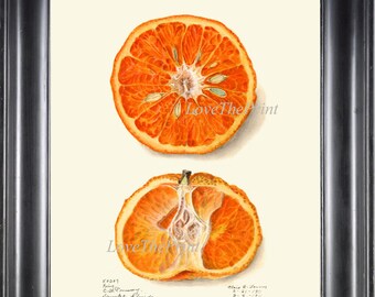 Orange Tangerine Art Print US19 Beautiful Large Antique Tropical Mandarin Citrus Fruit Home Wall Decor Kitchen Dining Room Picture to Frame
